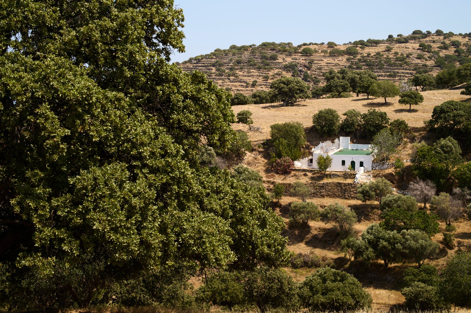Chênes vélani dans le campagne de Nisyros