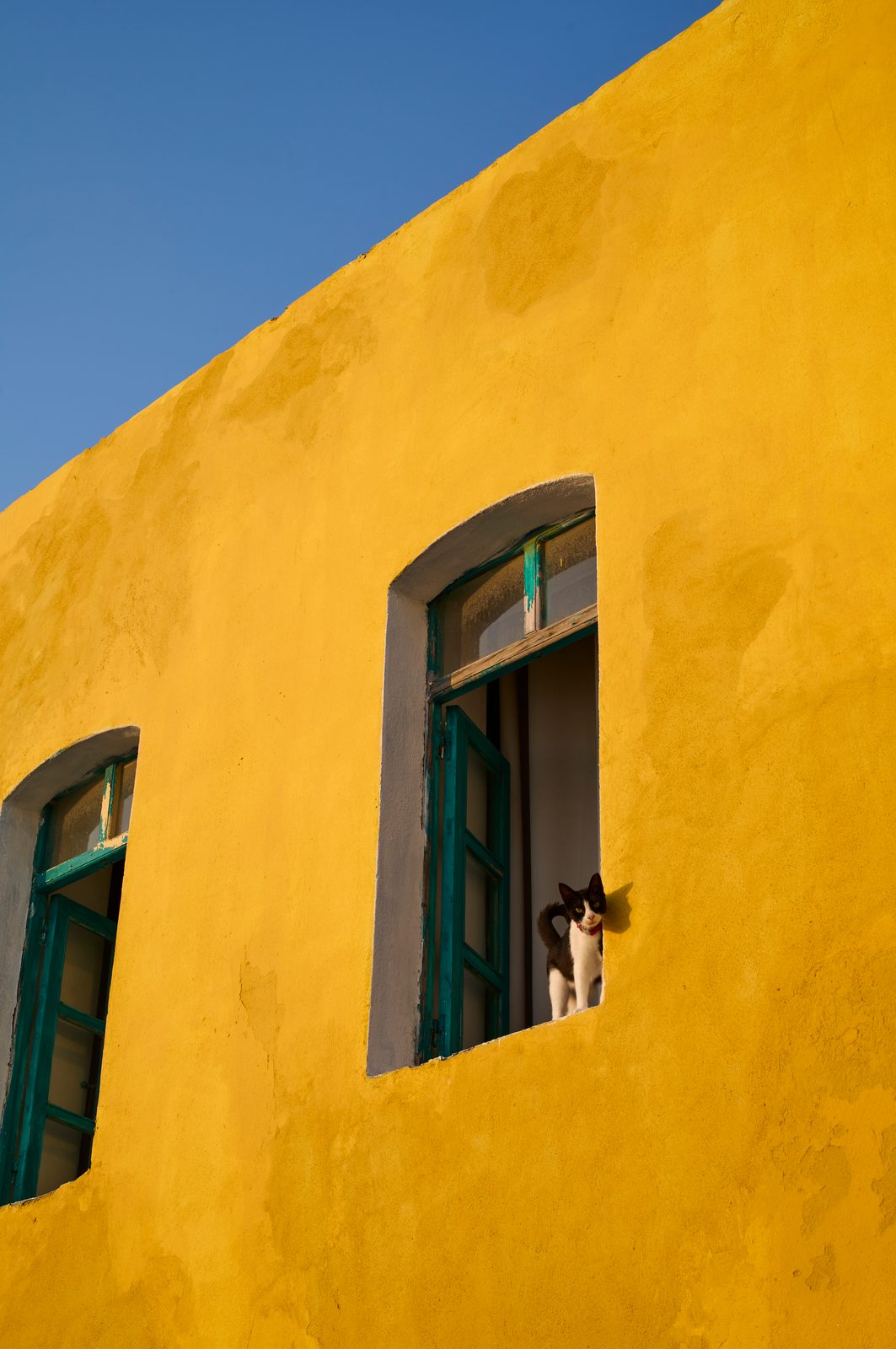 Chat à la fenêtre
