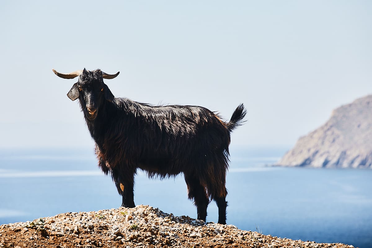 Chèvre dominant l'Egée, Amorgos, Grèce