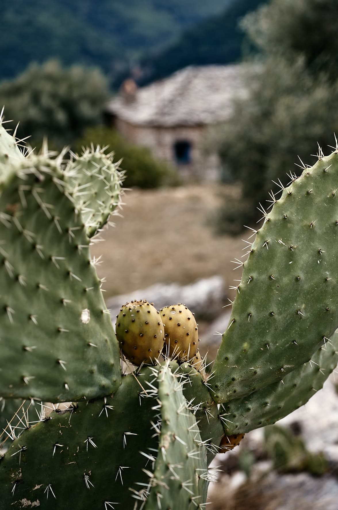 Village de Figalie