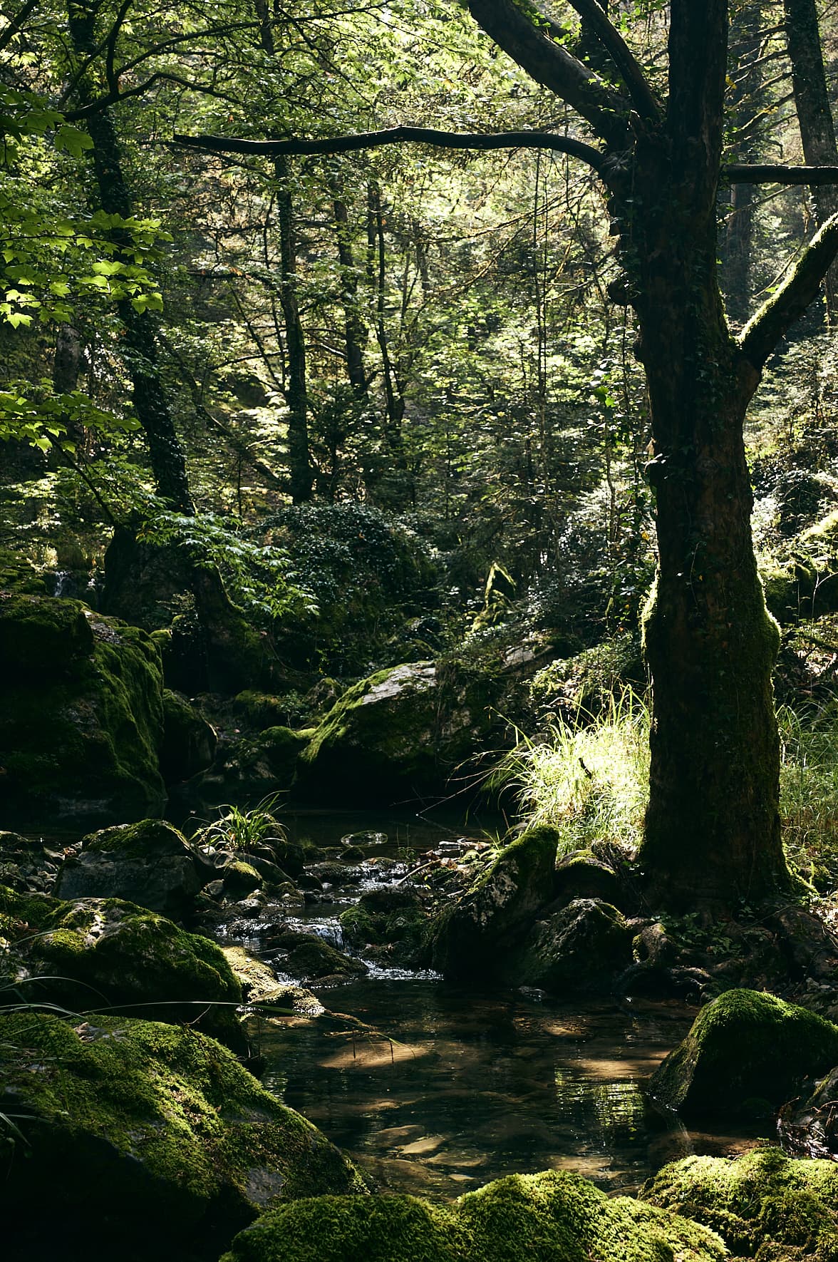 Forêt du Mainalos