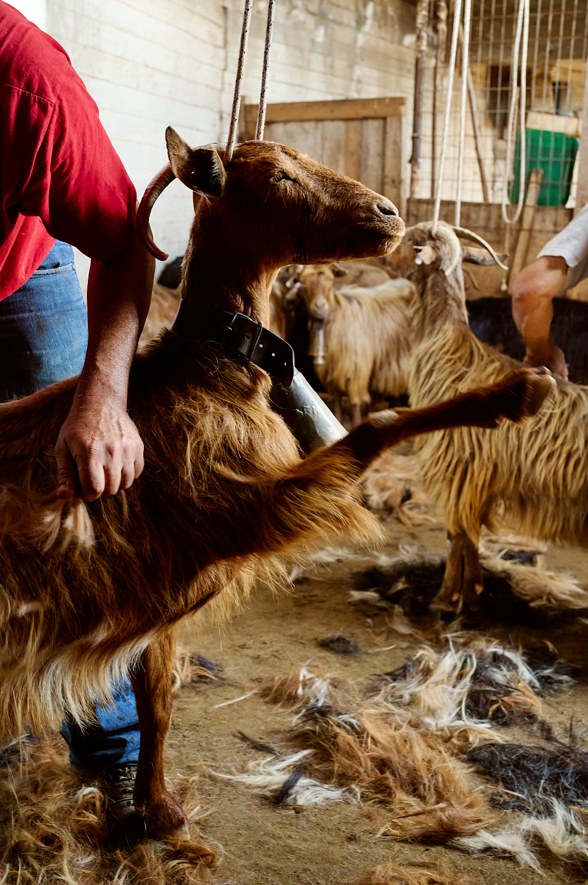 Chèvre en train de se faire couper ses longs poils d'hiver