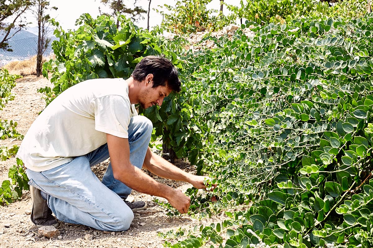 Petra Farm, sur les pas d'Alkis Downward