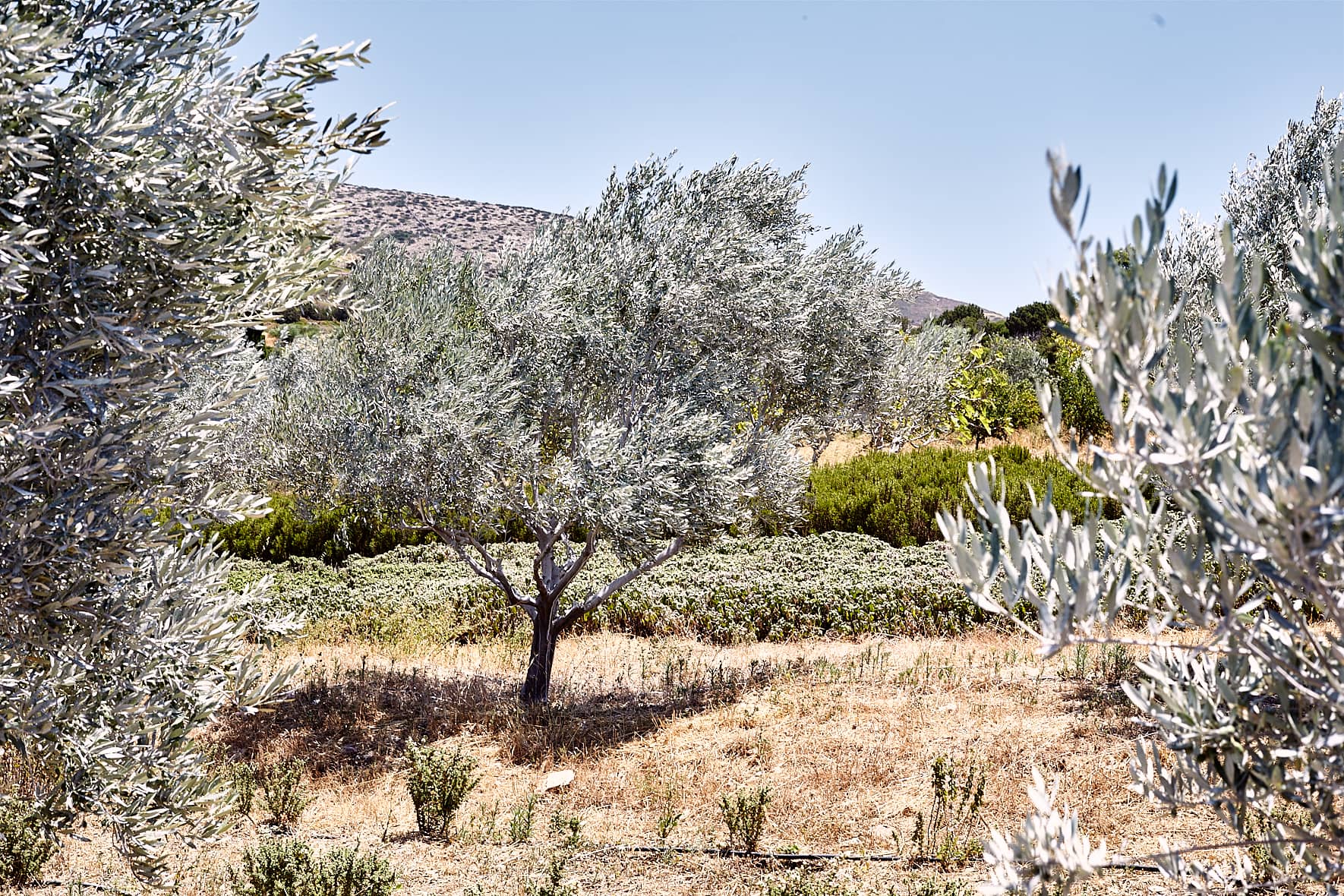 Kamarantho Organic Farm à Paros, Cyclades, Grèce