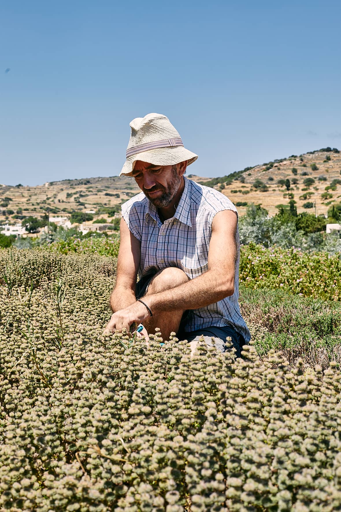 Kamarantho Organic Farm à Paros, Cyclades, Grèce