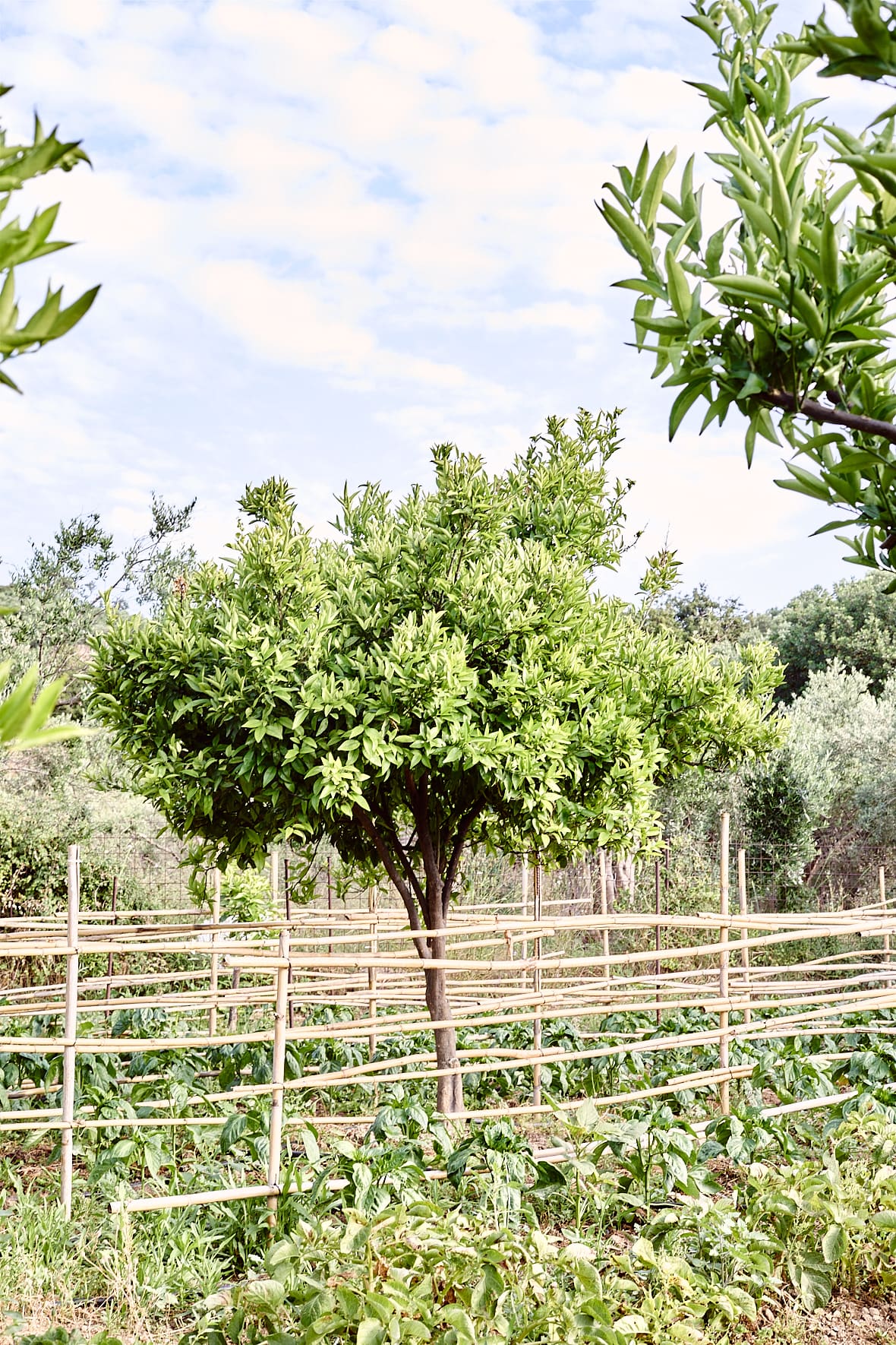 Dalabelos Estate, Angeliana, Crète