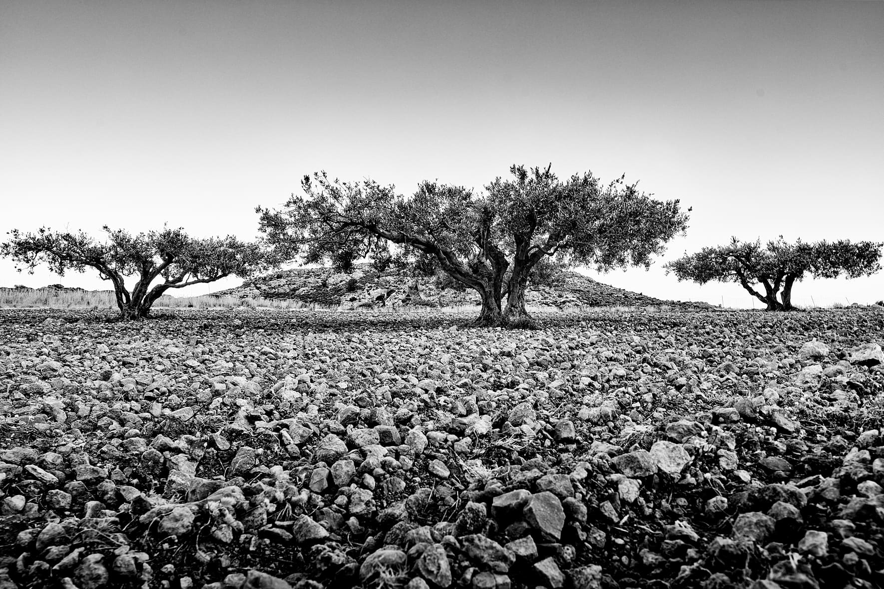 Oliveraie dans la région de Ziros, Crète