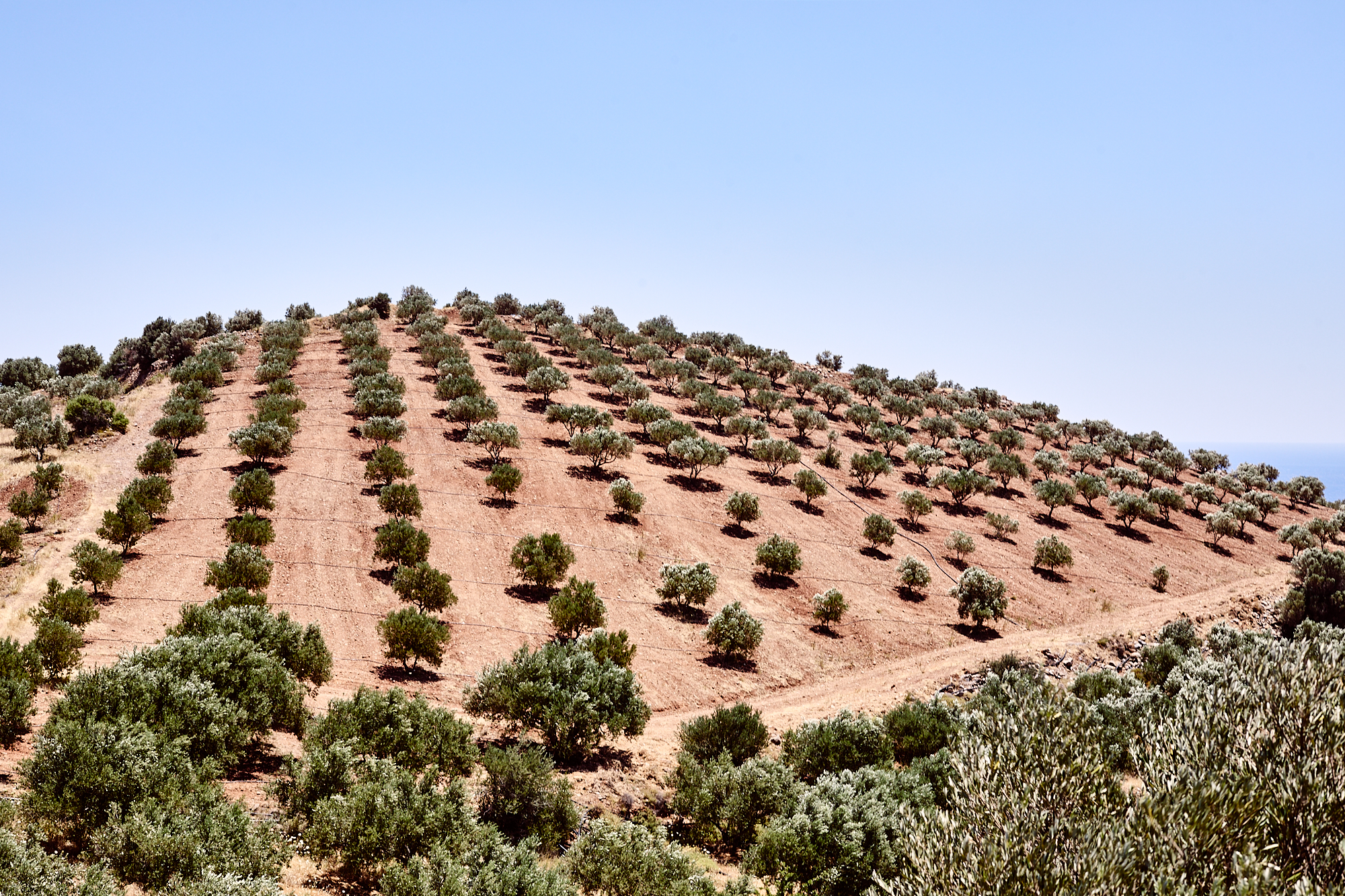 Vignoble et Oliveraies en Crète, Grèce