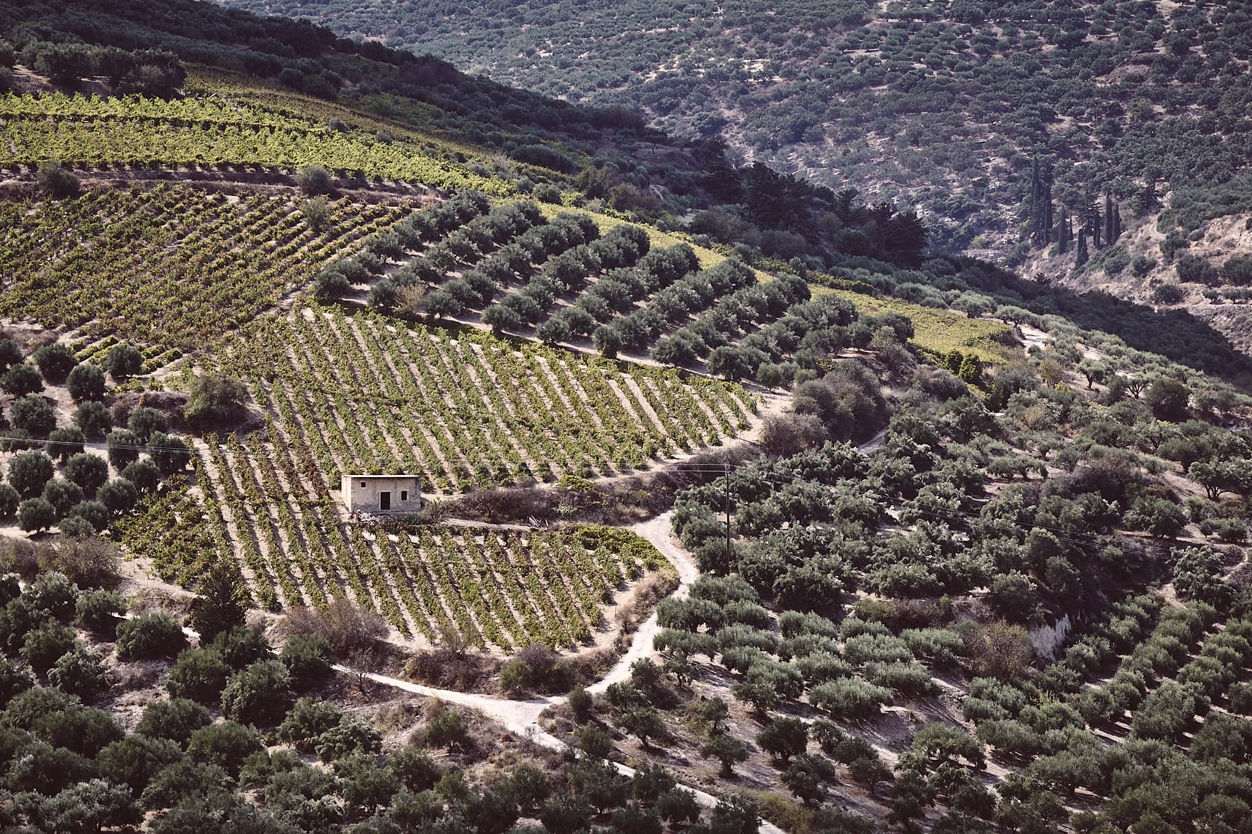 Vignoble et Oliveraies en Crète, Grèce
