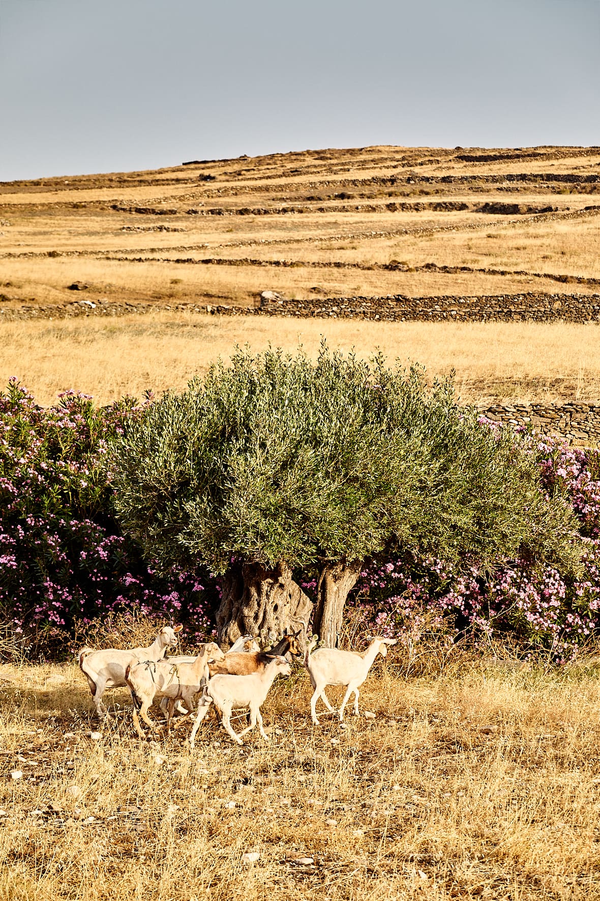 Chèvres dans la campagne près de Marpissa,  Paros, Cyclades, Grèce