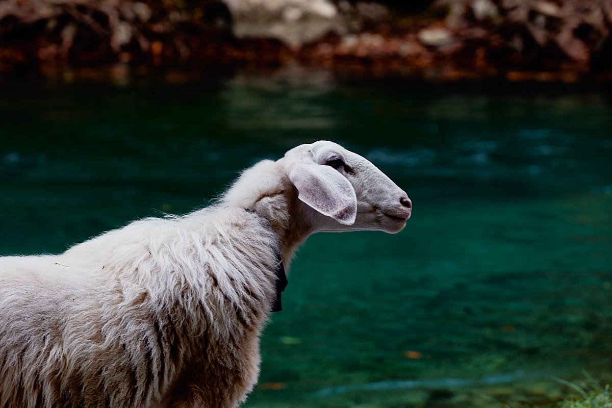 Mouton sur le bord du Voïdomatis | Zagori, Epire