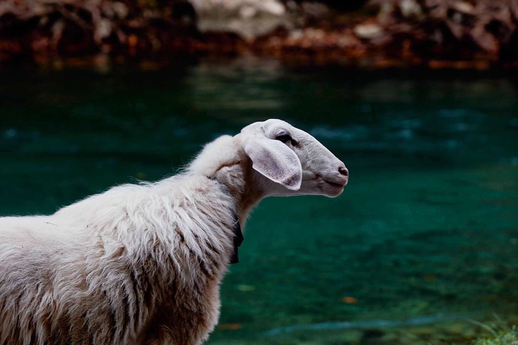 Mouton sur le bord du Voïdomatis