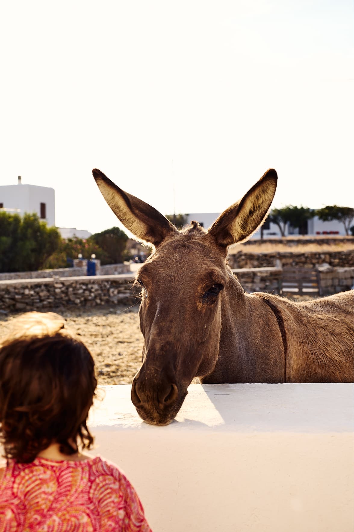 Âne à Ano Meria