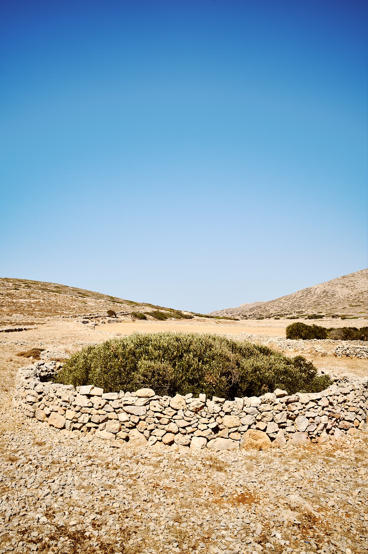 “Lemonospiti“, enclos pour protéger les citroniers