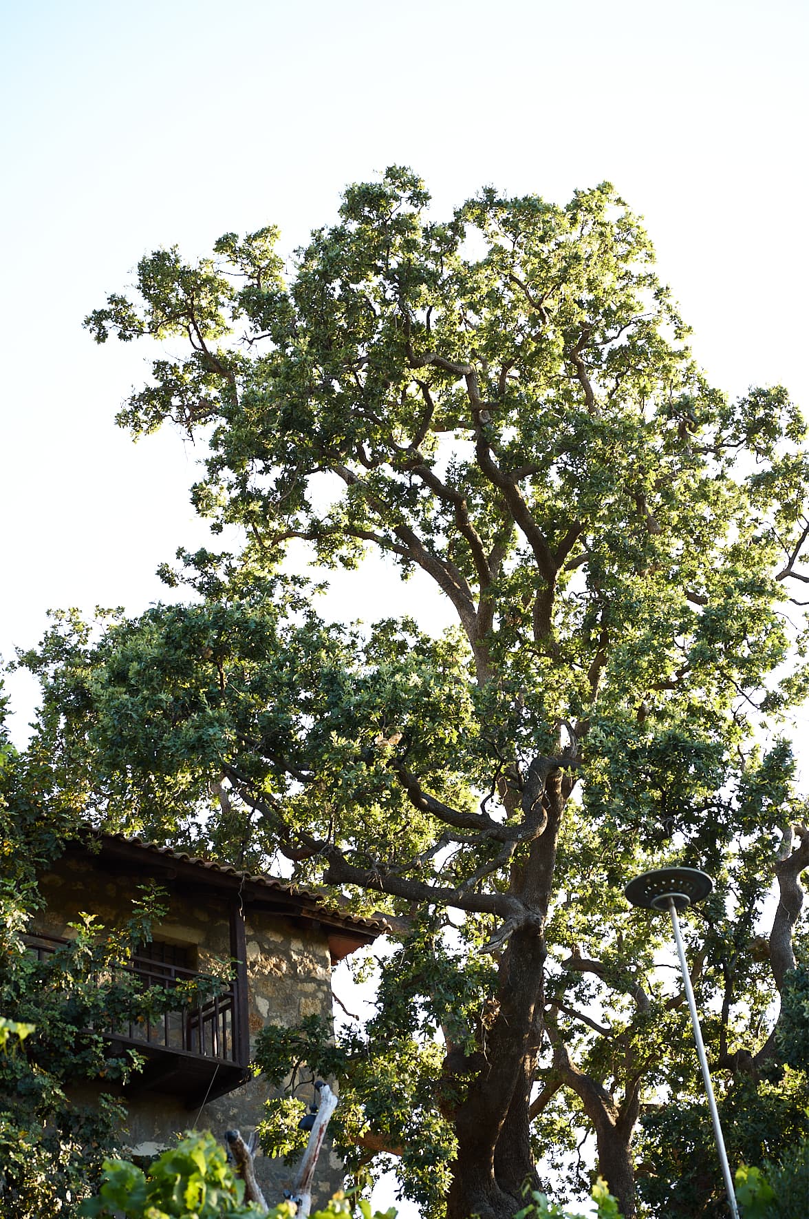 Enagron Cretan Ecotourism Village à Axos, Crète