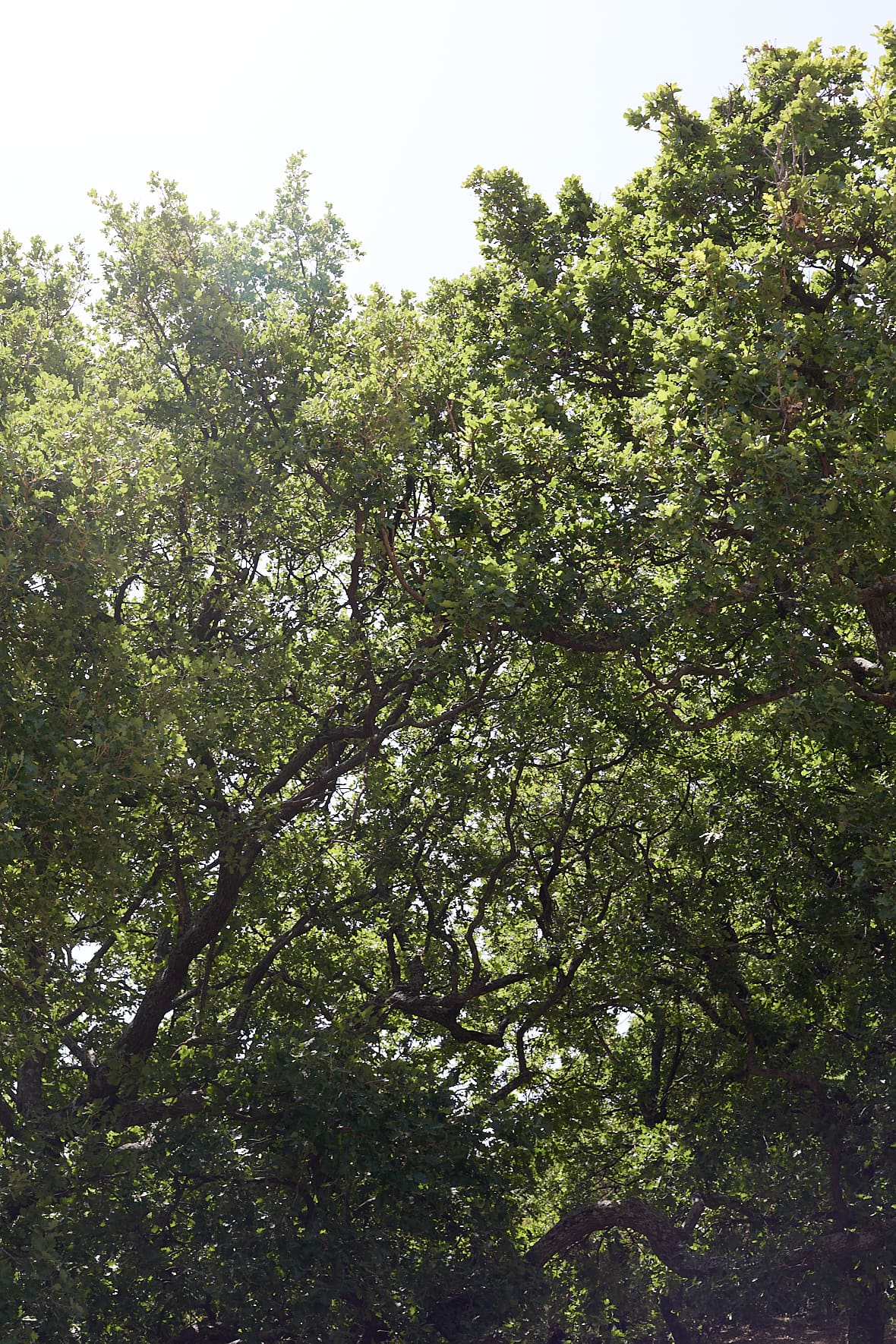 Milia Mountain Retreat, Crète