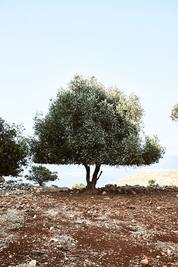 Un olivier dans la campagne de Kastellorizo, Dodécanèse, Grèce. 