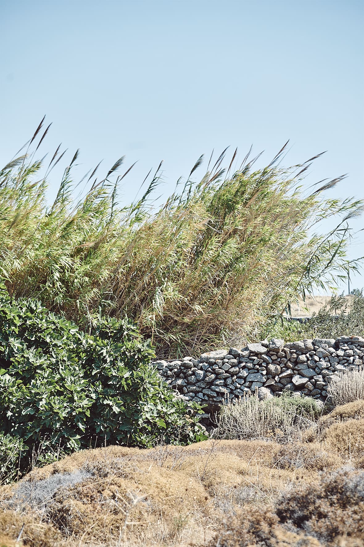 Giorgos Xidakis, Xidakis Microwinery, Mykonos, Grèce