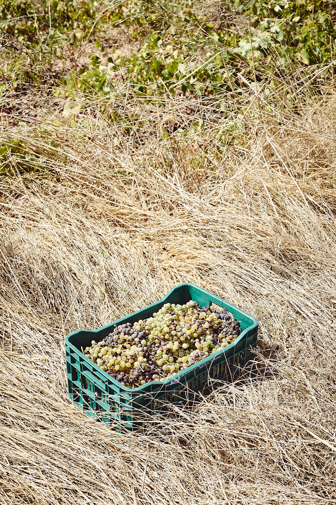 Giorgos Xidakis, Xidakis Microwinery, Mykonos, Grèce