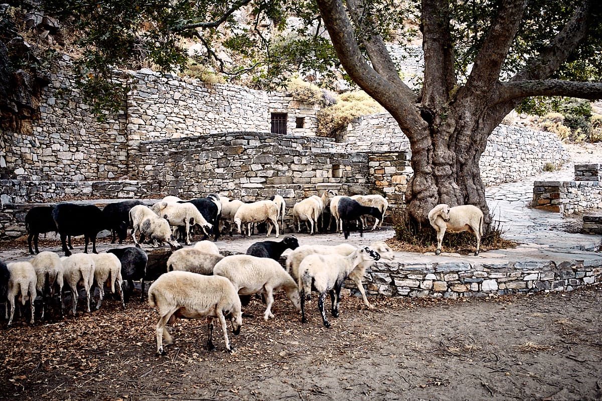 Naxos | Troupeau de moutons au pied du Mont Za.