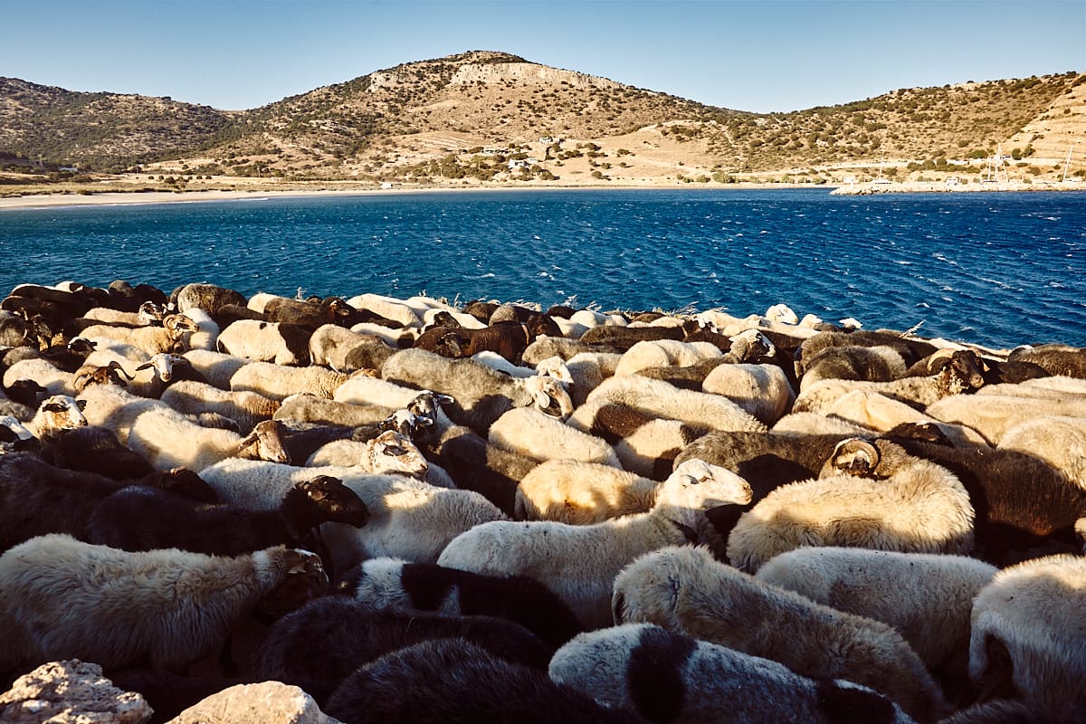 Naxos | Sur la plage de Kalantos, troupeau de moutons rentrant à la bergerie.