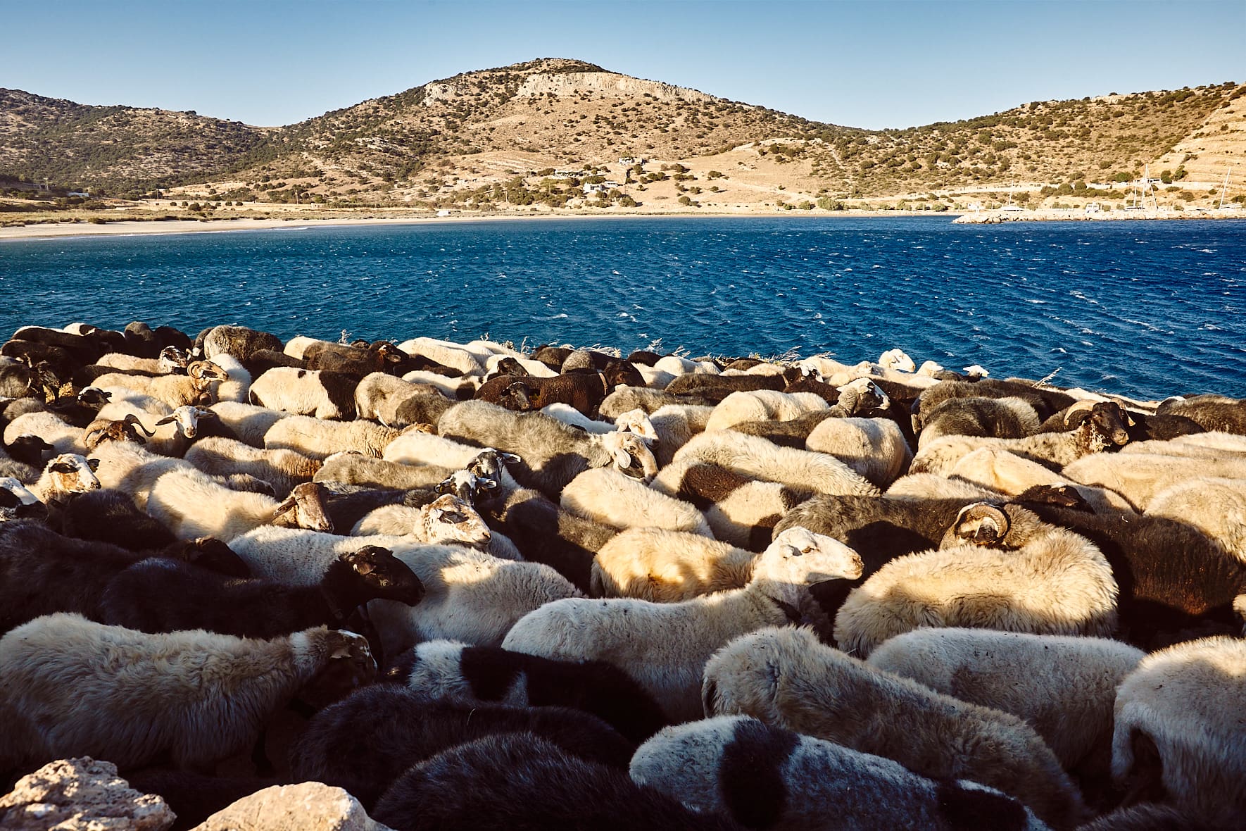 Sur la plage de Kalantos, troupeau de moutons rentrant à la bergerie