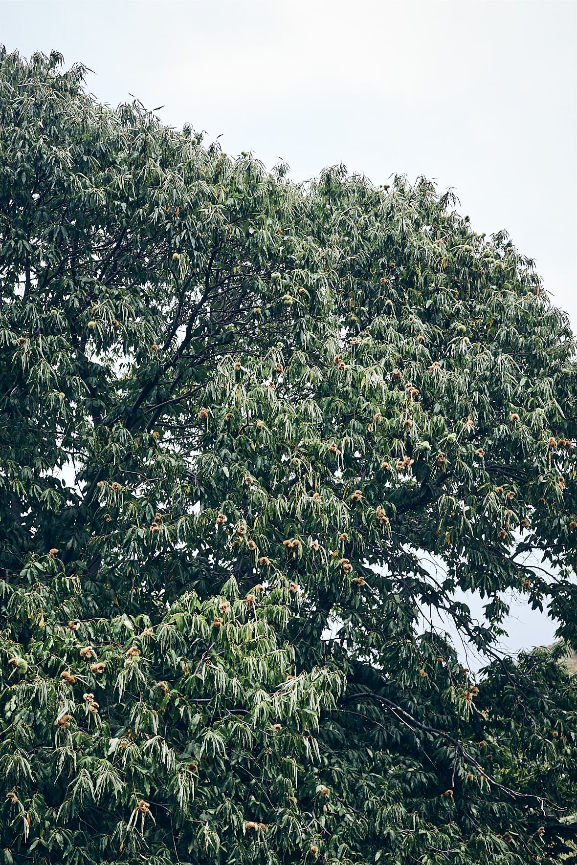 Châtaignier à Tsangarada, Pélion, Grèce