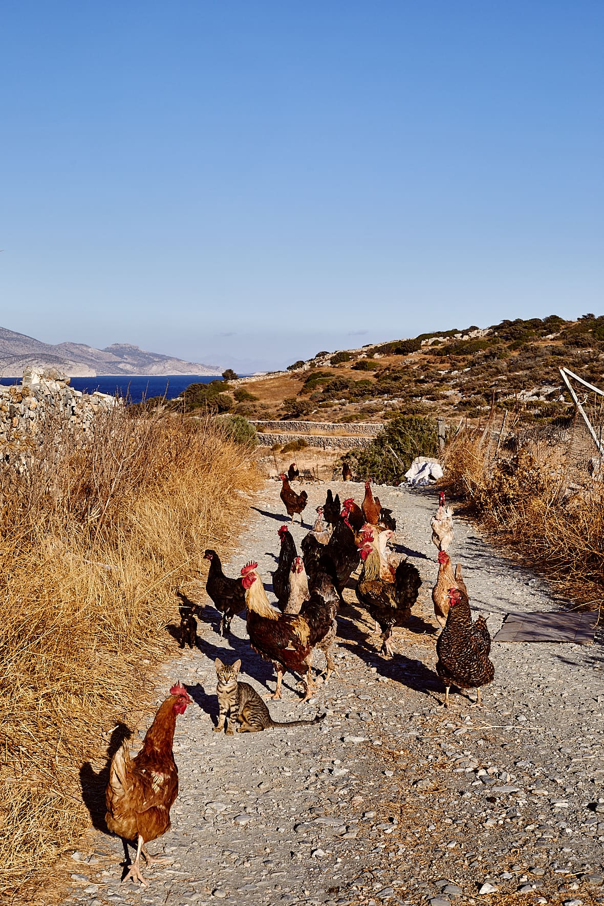 À Schinoussa, un chat et quelques poules sur un sentier, Petites Cyclades, Grèce