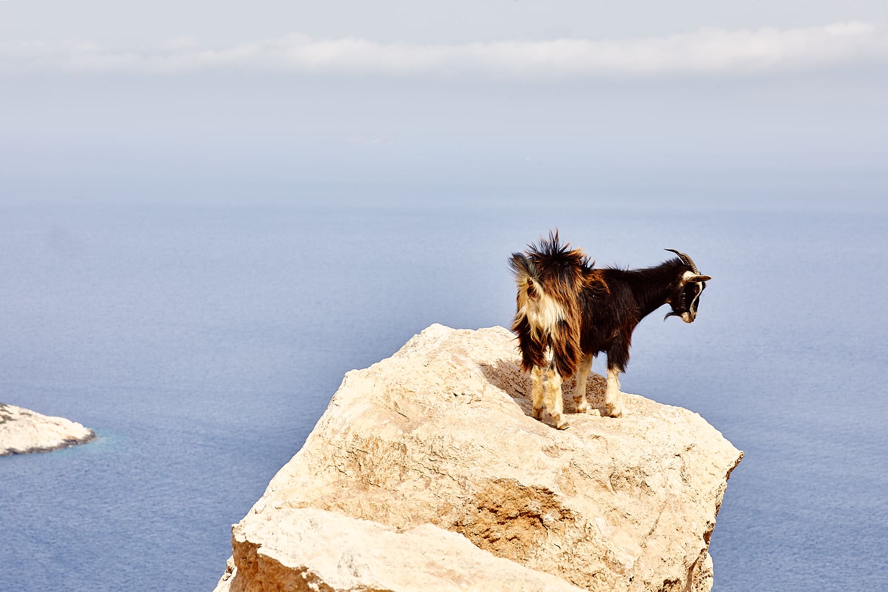 Chèvre, Donoussa, Petites Cyclades, Grèce