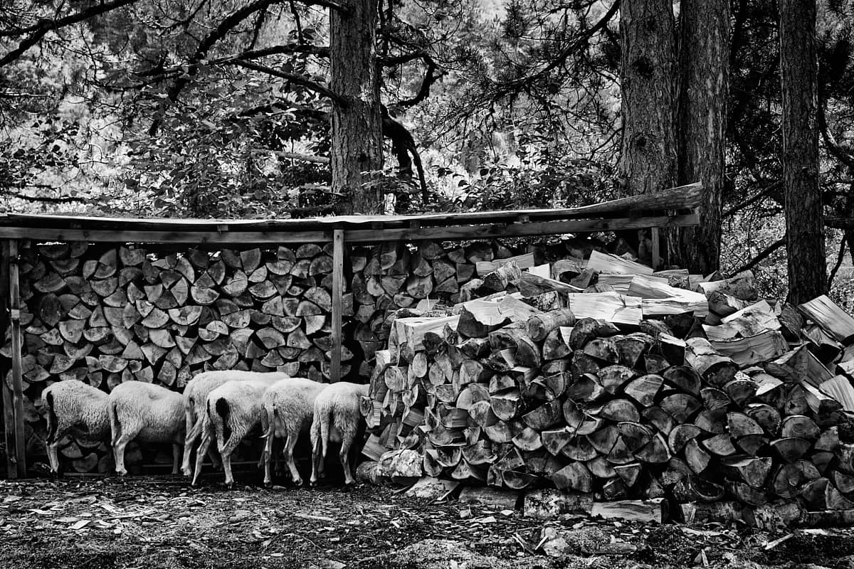 Moutons et bois de chauffe à Vovousa, Grèce