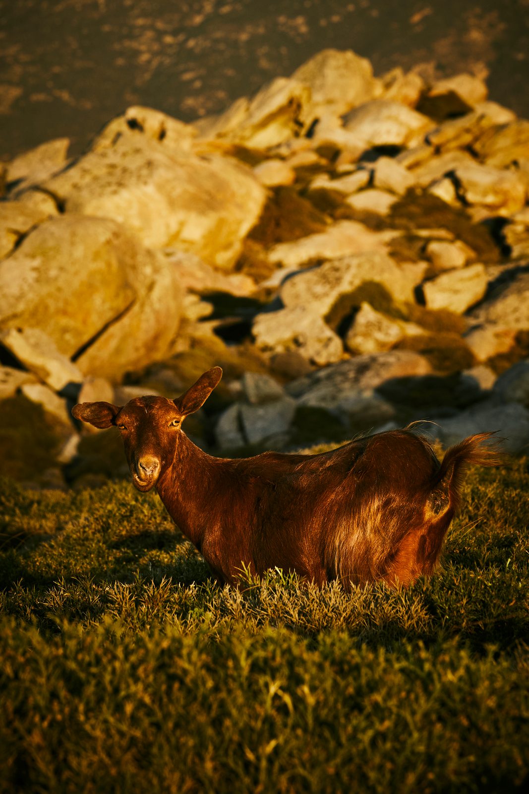 Chèvre près du domaine de Kalathas, Tinos