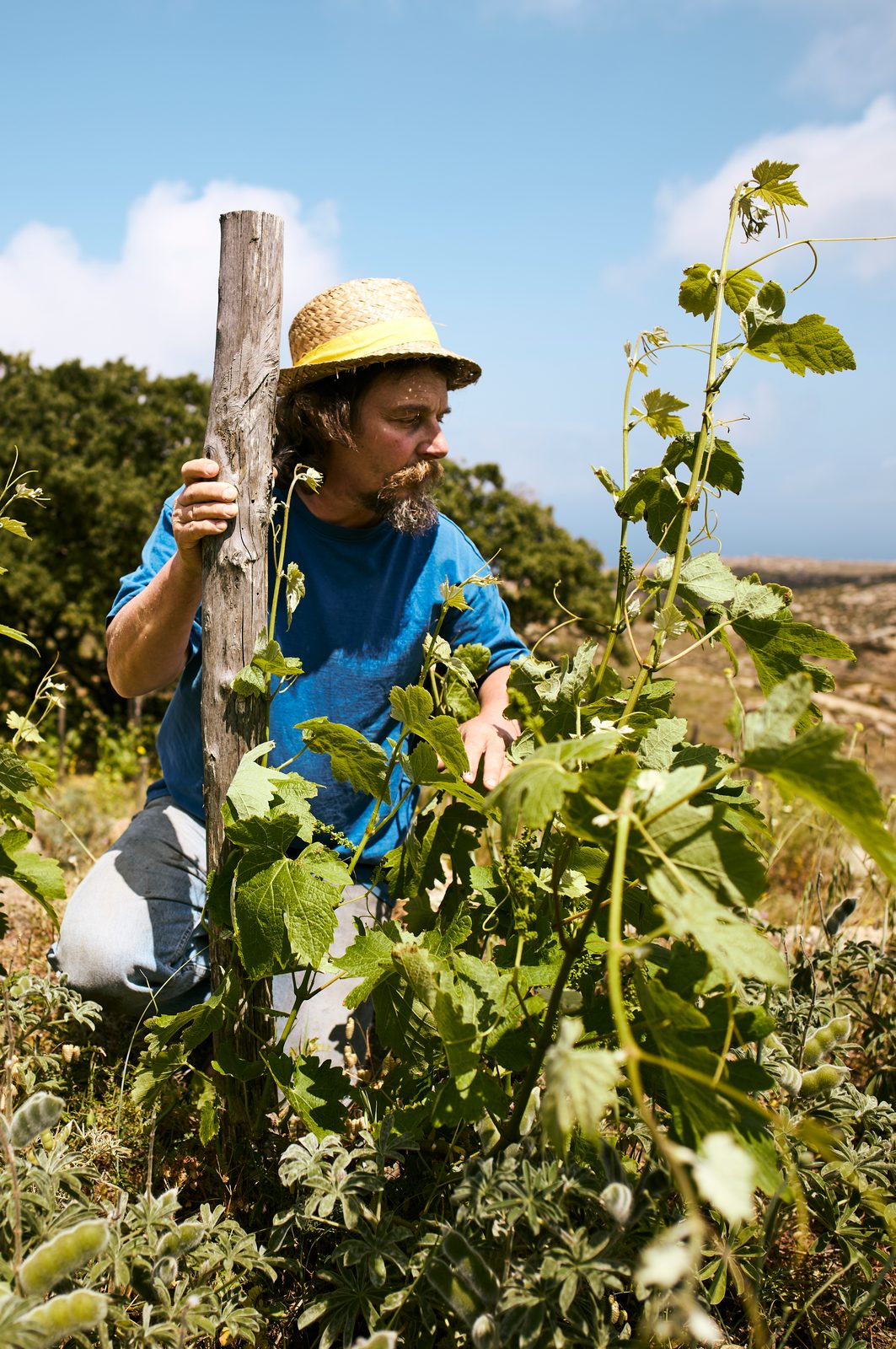 Jérôme Binda dans ses vignes, Domaine de Kalathas, Tinos
