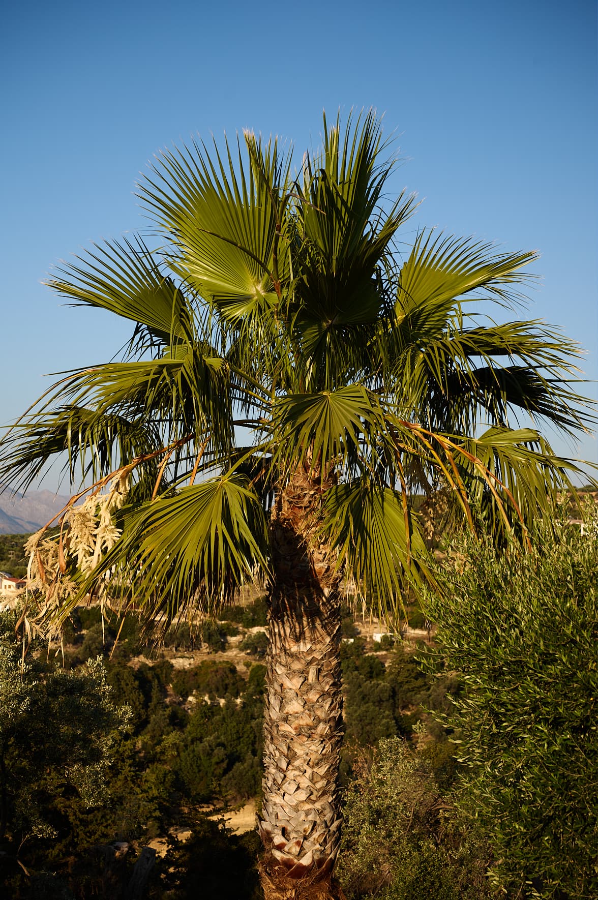 Quintessential Cretan Villa, Crète, Grèce